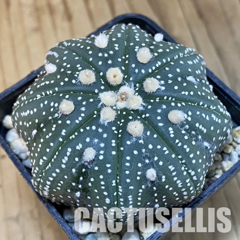 SH4975 Astrophytum asterias ‘Star Shape’
