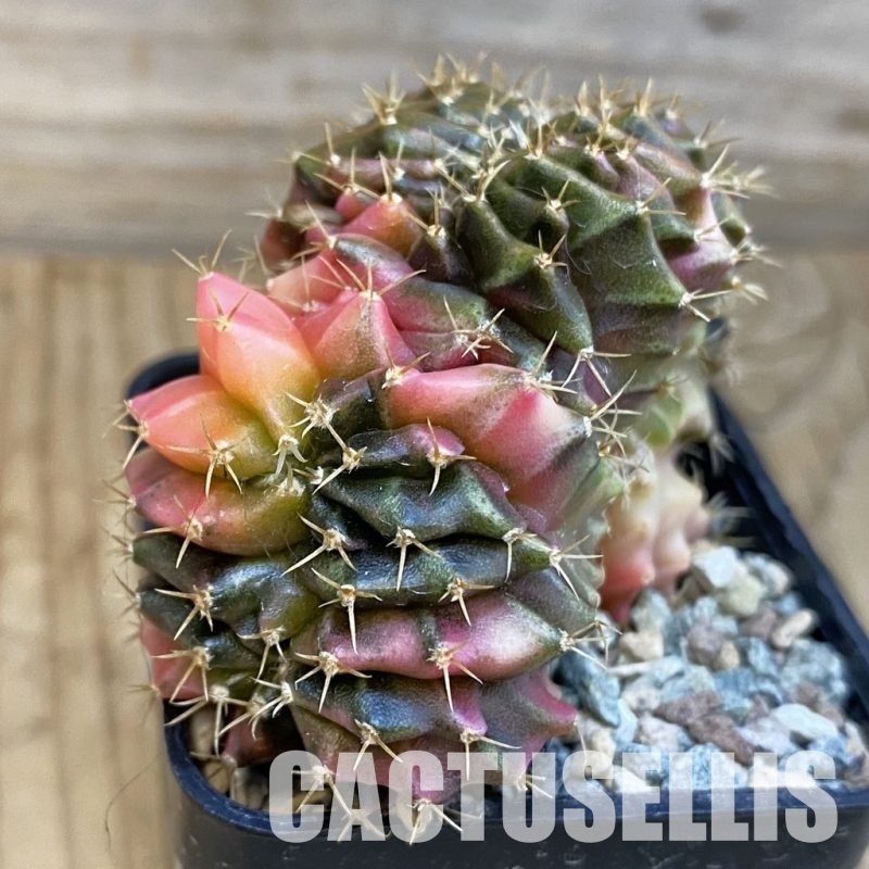 SH23802 Gymnocalycium mihanovichii variegata f. cristata