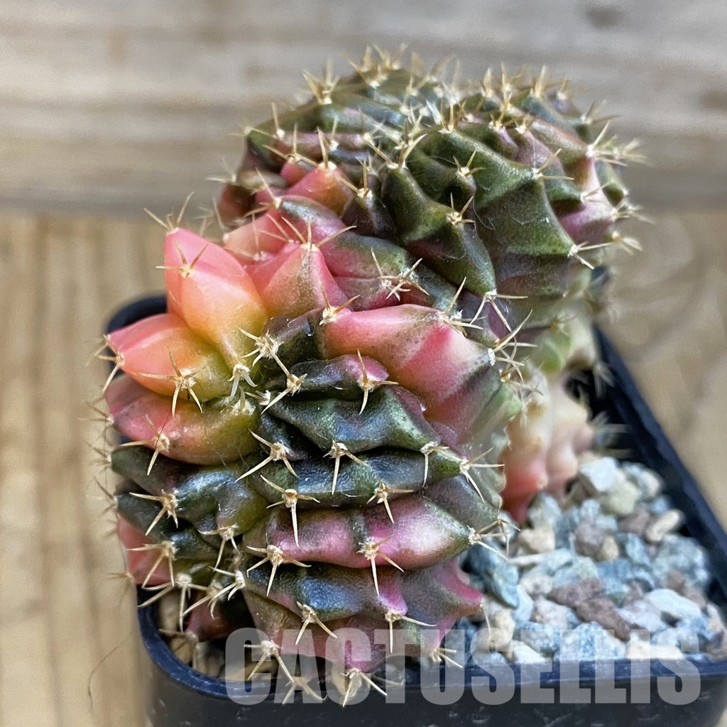 SH23802 Gymnocalycium mihanovichii variegata f. cristata