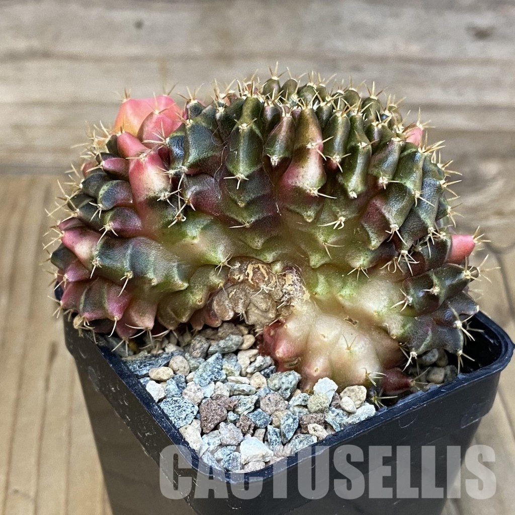SH23802 Gymnocalycium mihanovichii variegata f. cristata - Obrázek 2