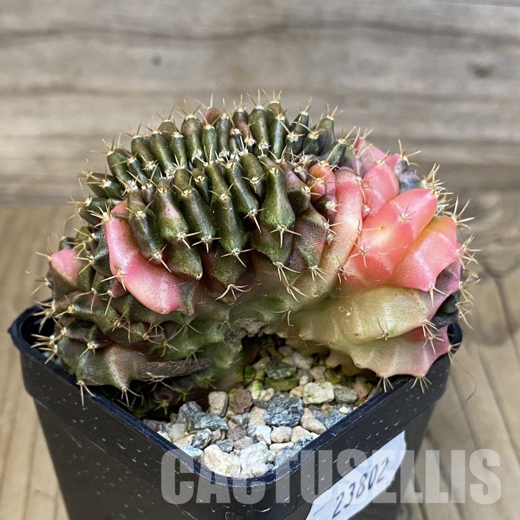 SH23802 Gymnocalycium mihanovichii variegata f. cristata - Obrázek 3