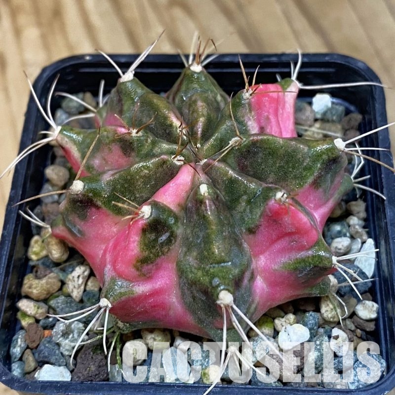 SH23829 Gymnocalycium mihanovichii ‘Lover'