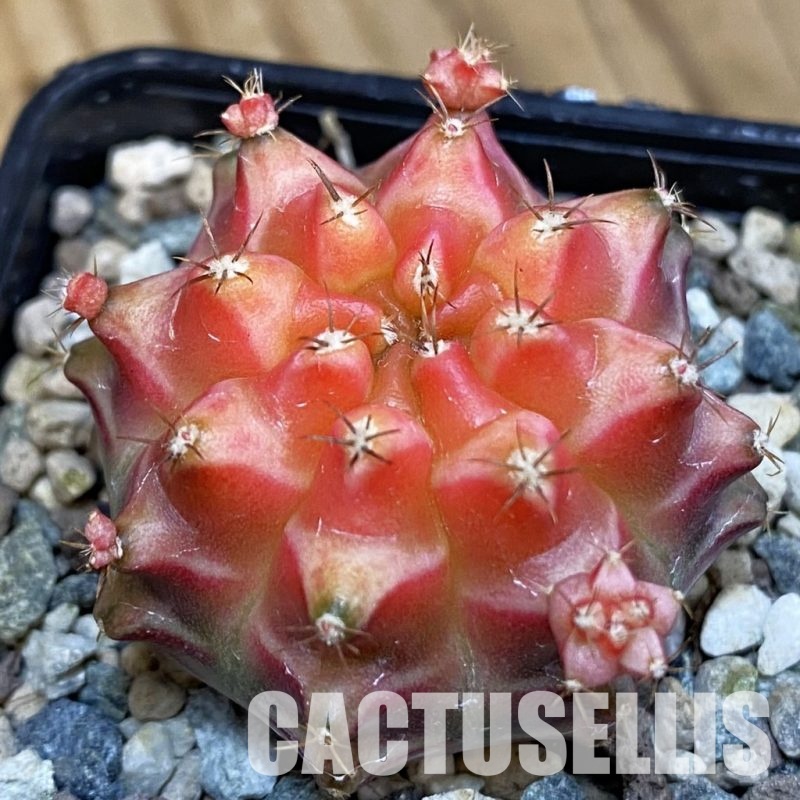 SH23617 Gymnocalycium mihanovichii 'Pinkie Pie'