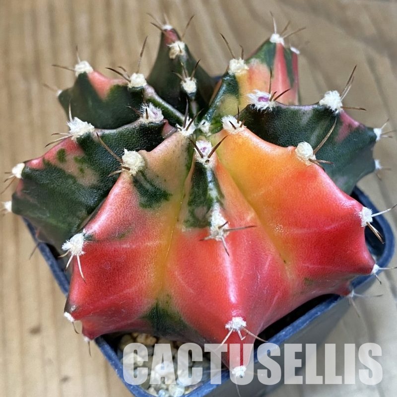 SH2195 Gymnocalycium mihanovichii f. variegata, seedling