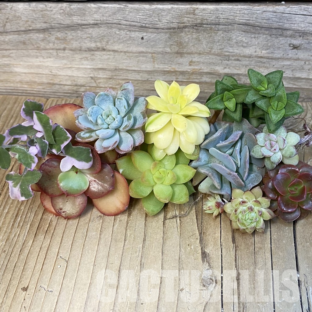 SH29273 Succulents mix, cuted