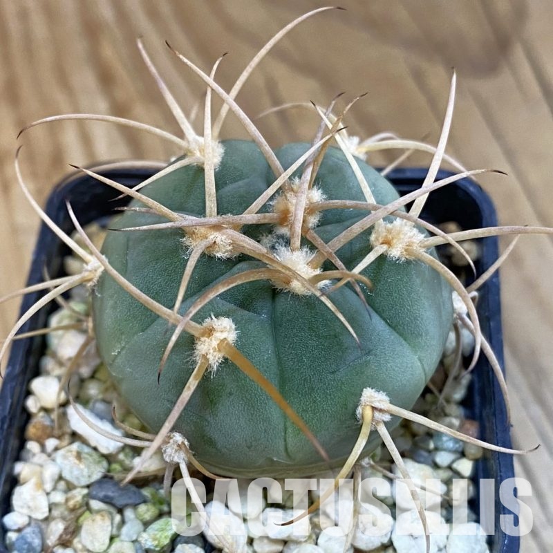 SH4860 Gymnocalycium bayrianum VG639