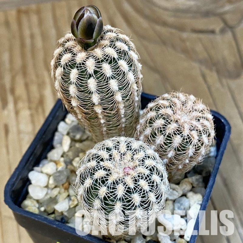 SH4951 Gymnocalycium bruchii v. pawlovskyi VG545, 3 plants