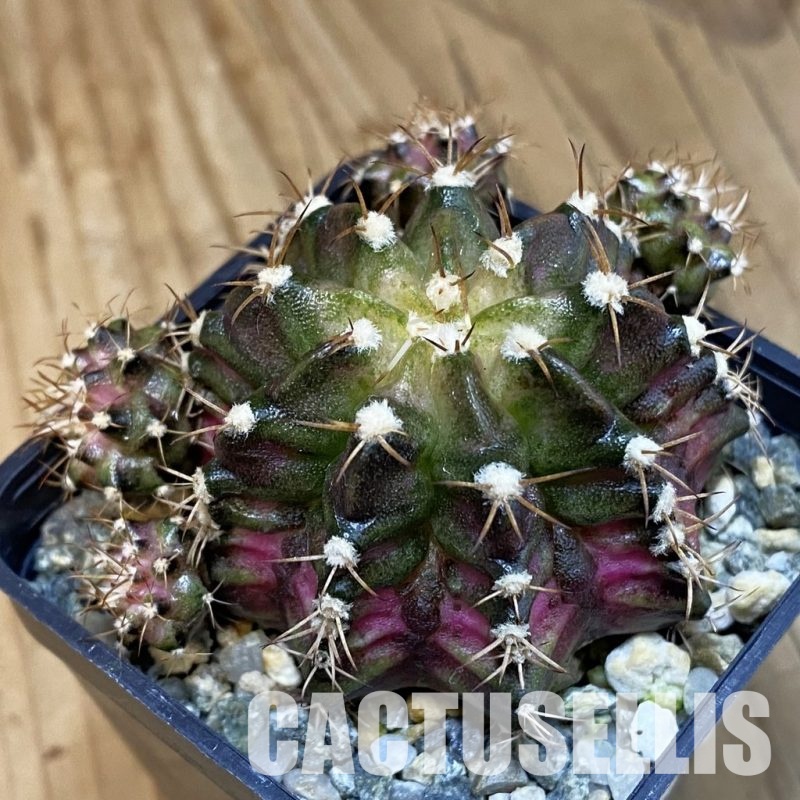 SH10931 Gymnocalycium mihanovichii 'T-Rex' hybrid, seedling