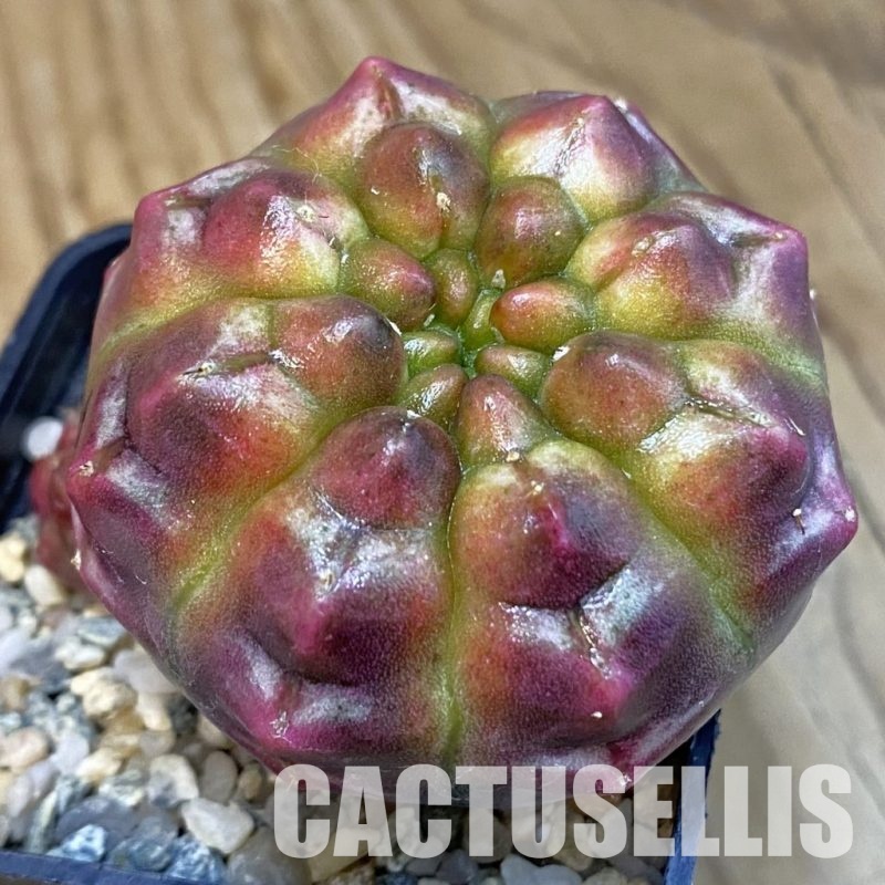 SH11293 Gymnocalycium mihanovichii ‘Day Dream’, seedling