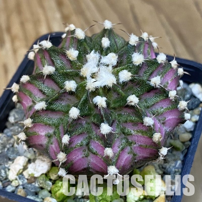 SH12258 Gymnocalycium mihanovichii 'T-Lux', seedling