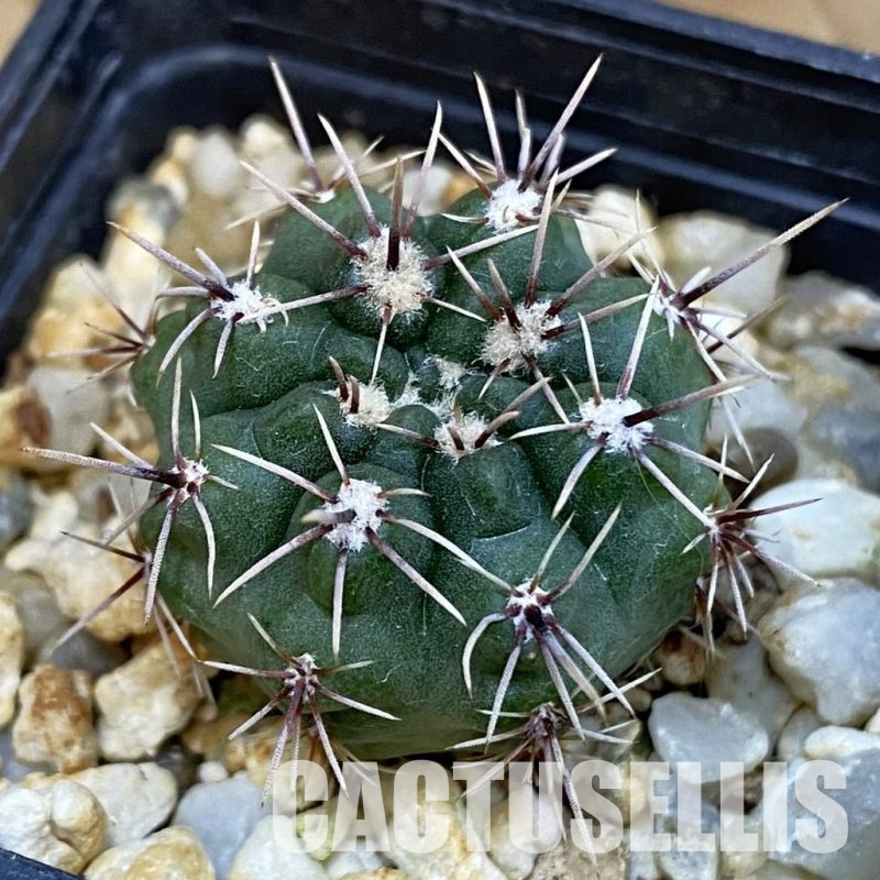 SH12807 Gymnocalycium platense v. ventanicola P94