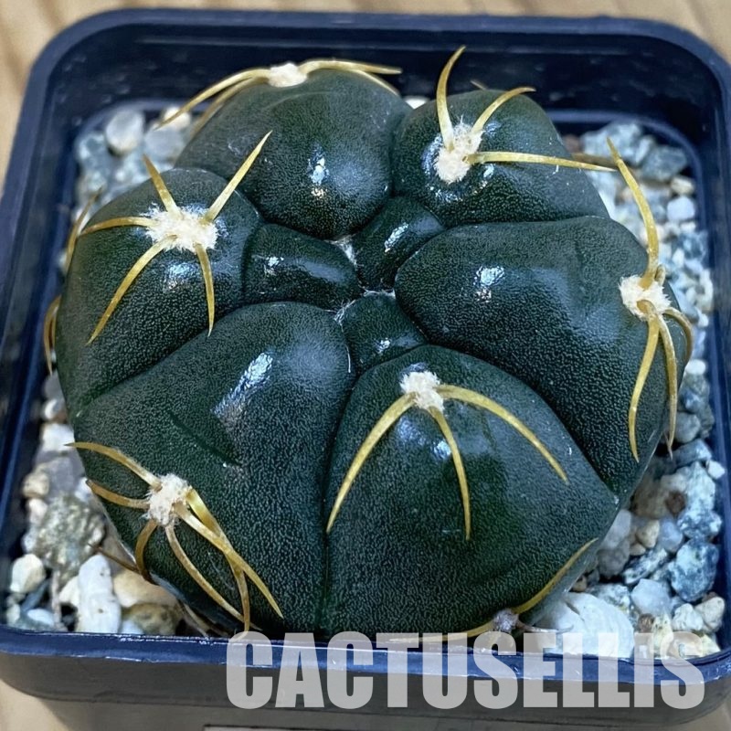 SH13035 Gymnocalycium denudatum ‘Kaiomaru’, seedling -Japan-
