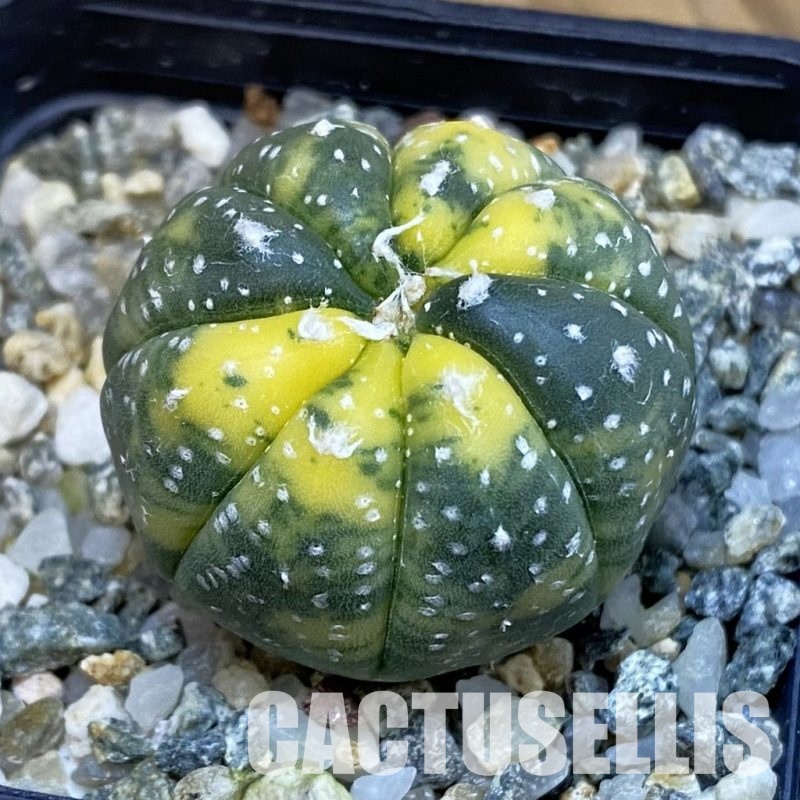 SH13037 Astrophytum asterias f. variegata