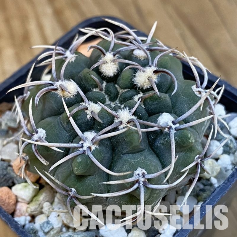 SH13377 Gymnocalycium ochoterenae ex L37