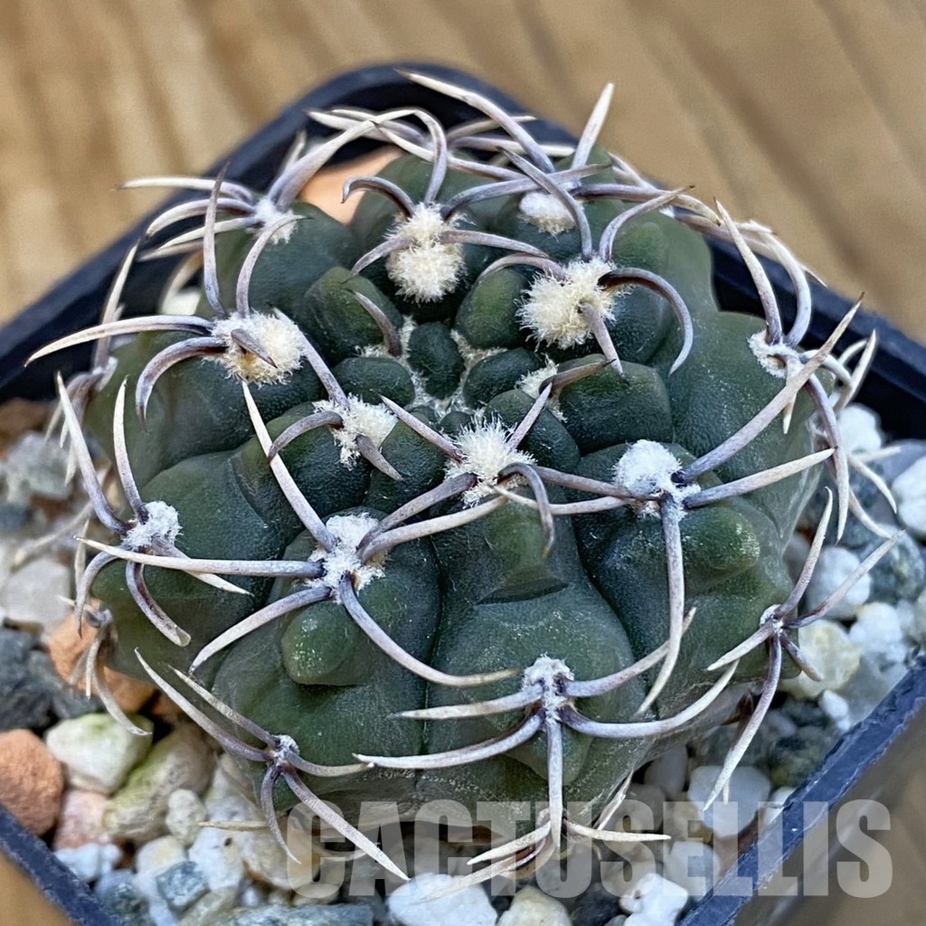 SH13377 Gymnocalycium ochoterenae ex L37
