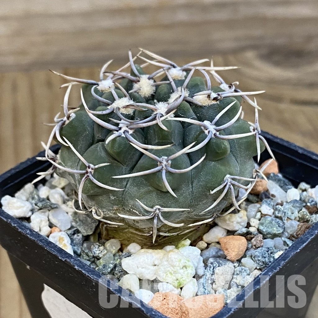 SH13377 Gymnocalycium ochoterenae ex L37 - Obrázek 2