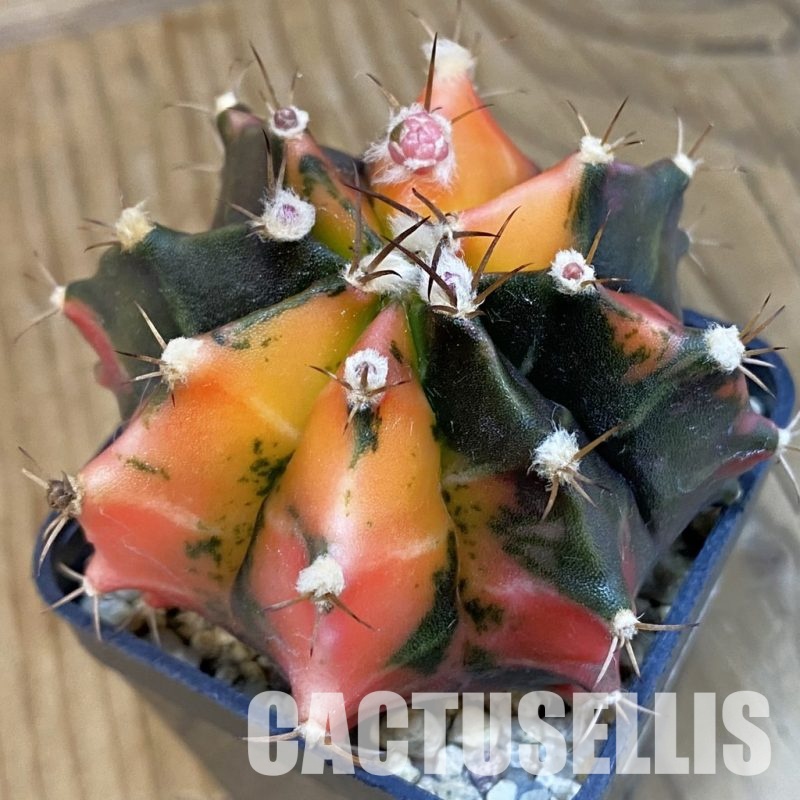 SH13413 Gymnocalycium mihanovichii f. variegata, seedling