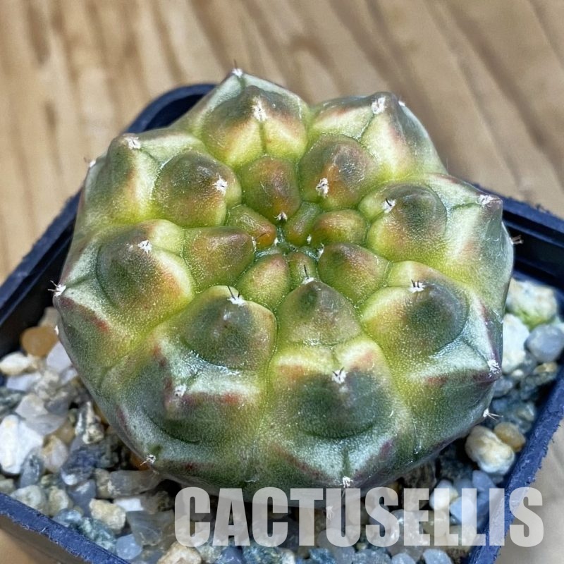SH13980 Gymnocalycium mihanovichii 'Day Dream', seedling