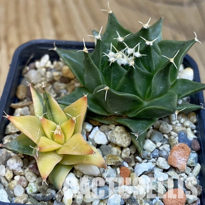 SH15226 Obregonia denegrii f. variegata, 2 plants