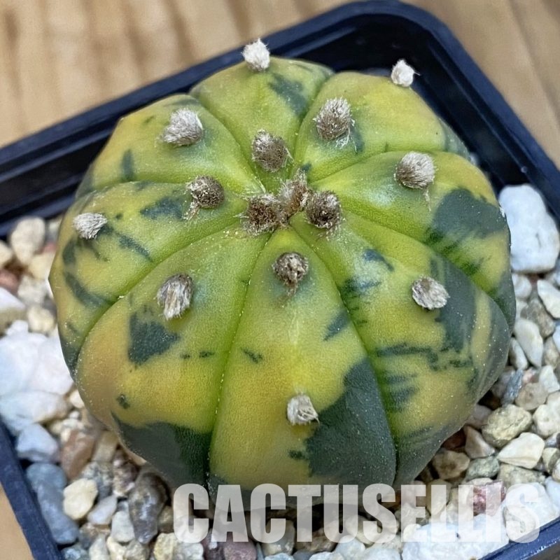 SH2051 Astrophytum asterias f. variegata