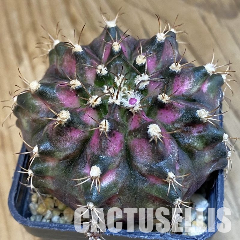 SH15454 Gymnocalycium mihanovichii 'T-Lux'