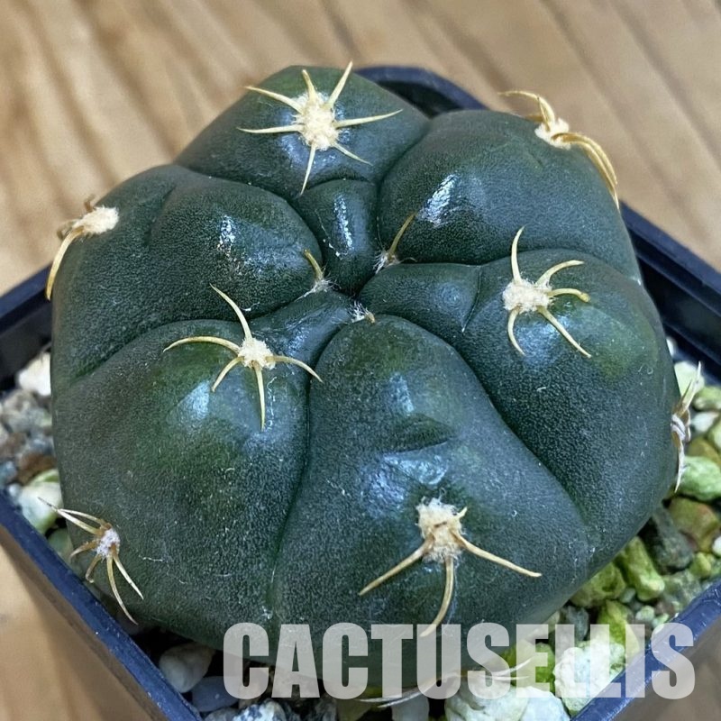 SH15466 Gymnocalycium denudatum