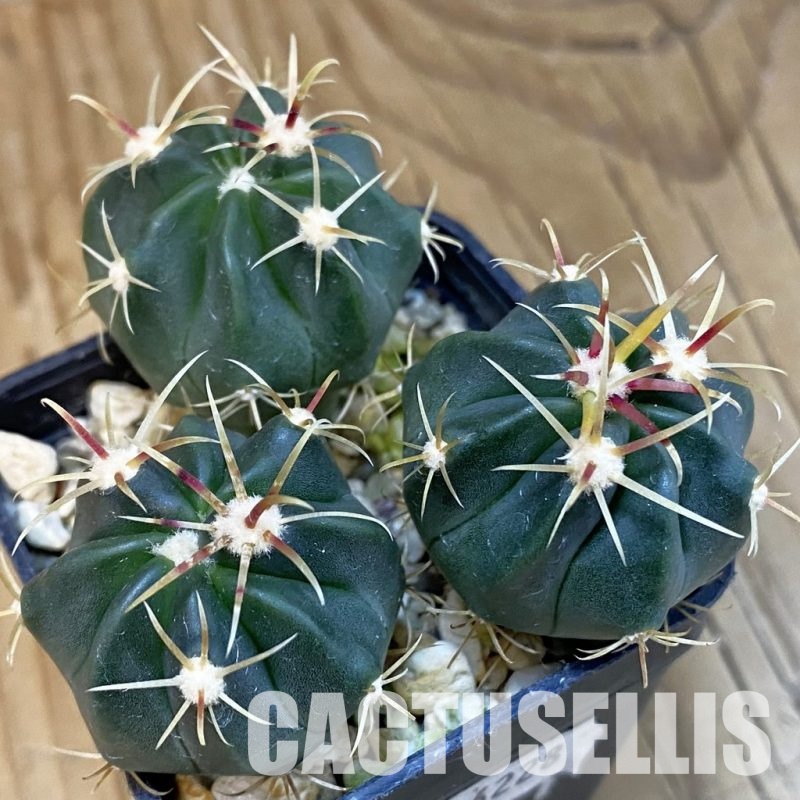 SH16228 Ferocactus latispinus, 3 plants