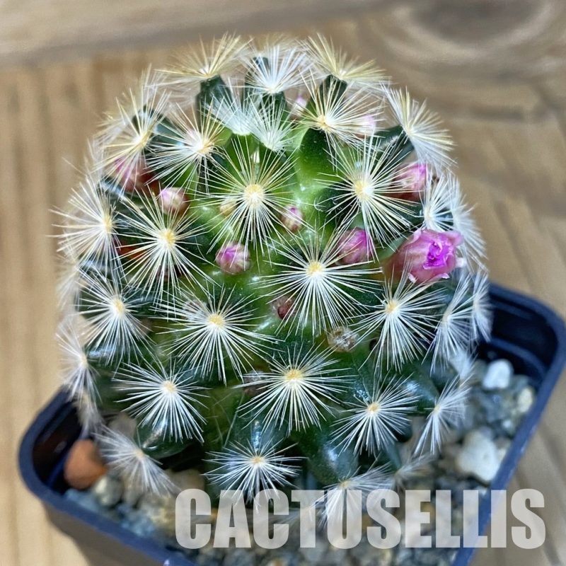 SH16412 Mammillaria carmenae hybrid