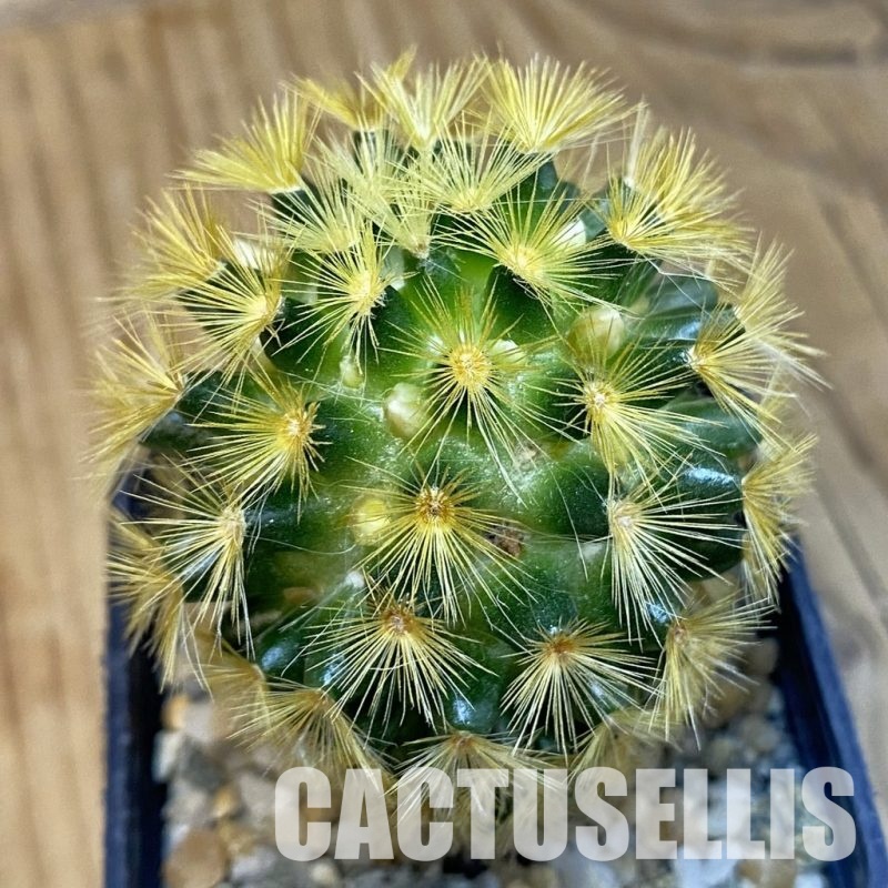 SH16413 Mammillaria carmenae hybrid