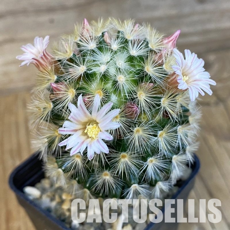 SH17103 Mammillaria carmenae hybrid, seedling