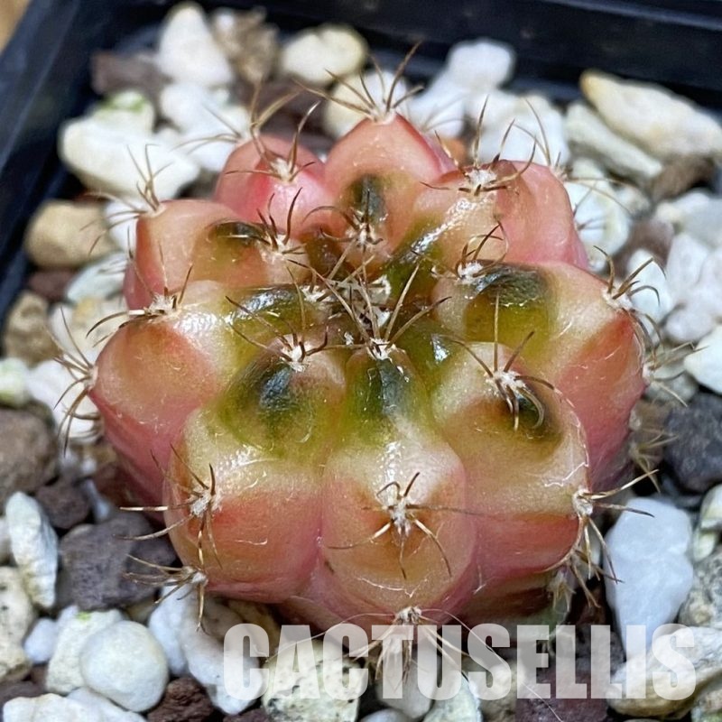 SH17740 Gymnocalycium mihanovichii 'Neon'