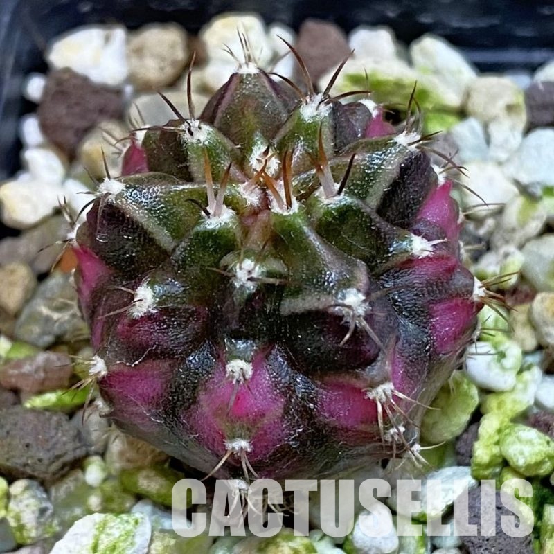 SH17743 Gymnocalycium mihanovichii 'T-Lux'