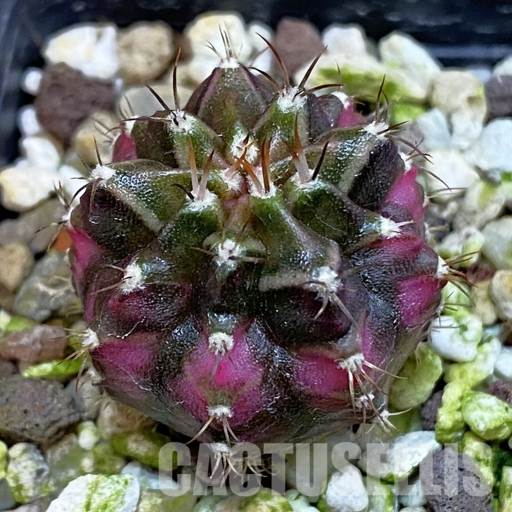 SH17743 Gymnocalycium mihanovichii 'T-Lux'