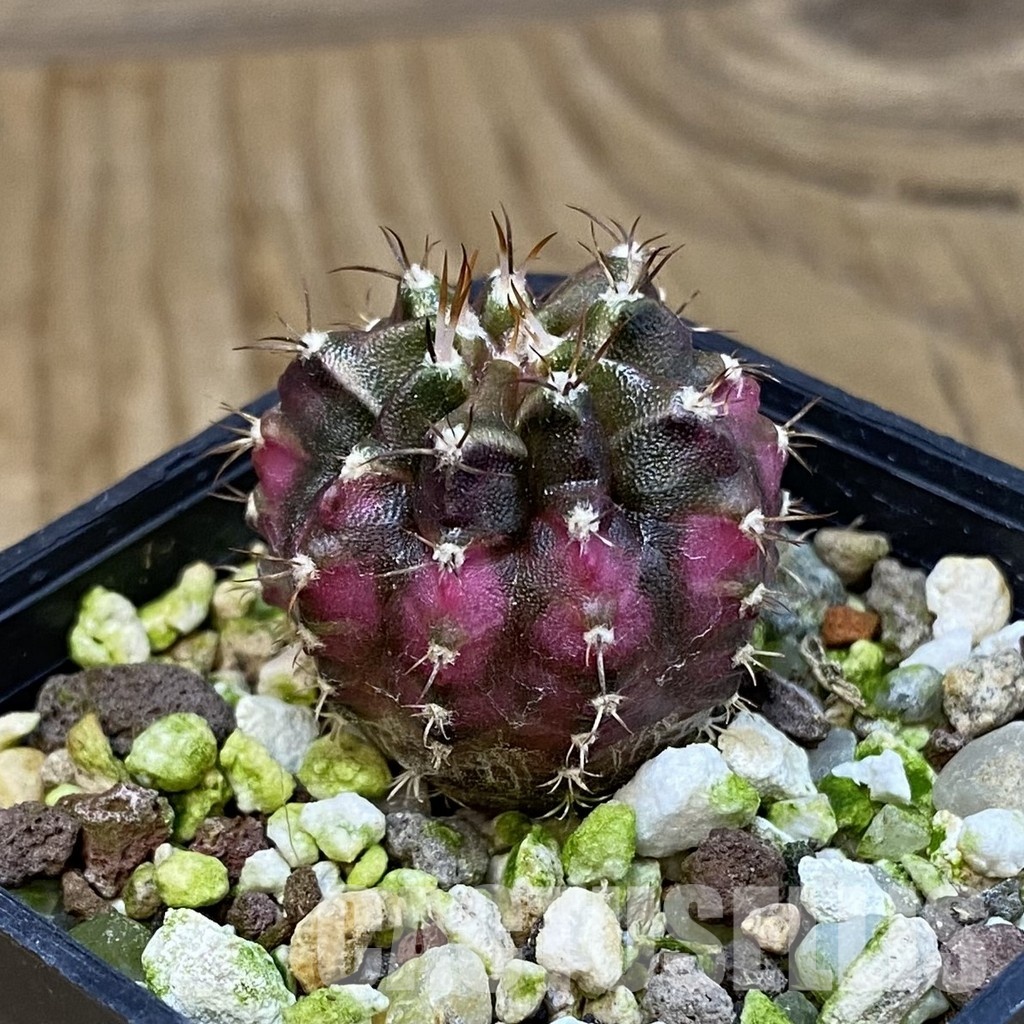 SH17743 Gymnocalycium mihanovichii 'T-Lux' - Obrázek 2