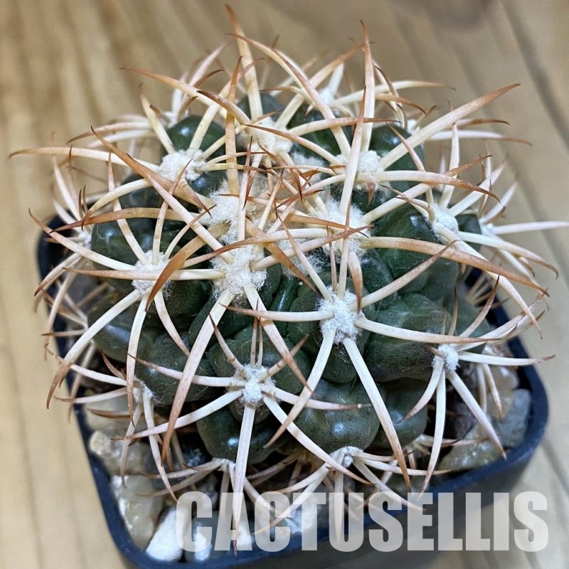 SH18813 Discocactus petr-halfari MH725, own roots