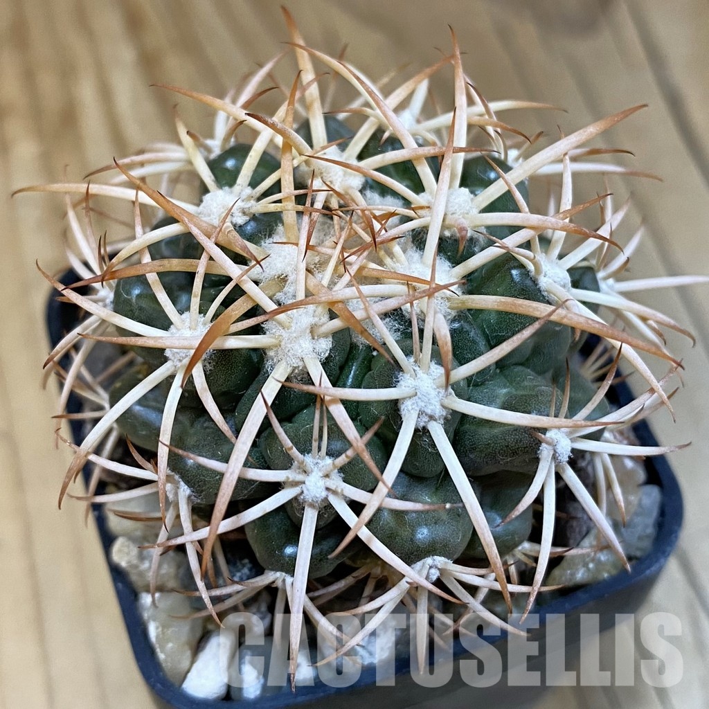 SH18813 Discocactus petr-halfari MH725, own roots