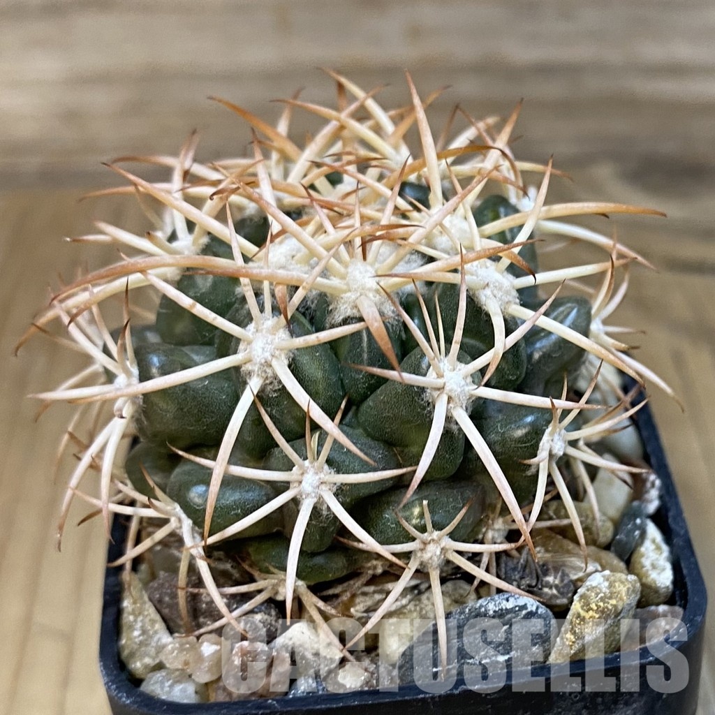 SH18813 Discocactus petr-halfari MH725, own roots - Зображення 2