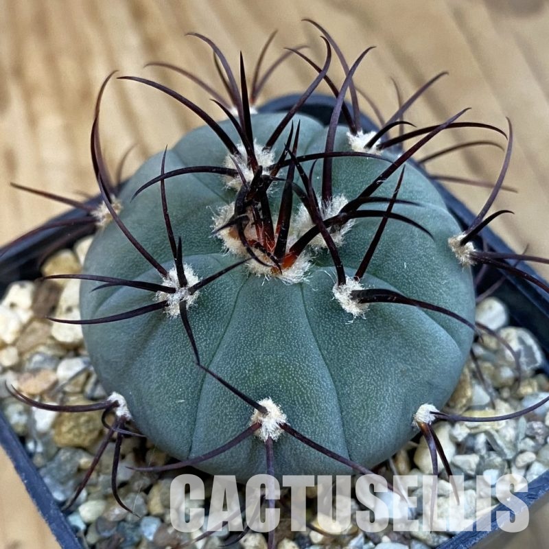 SH2459 Gymnocalycium cabreraense VOS 2122