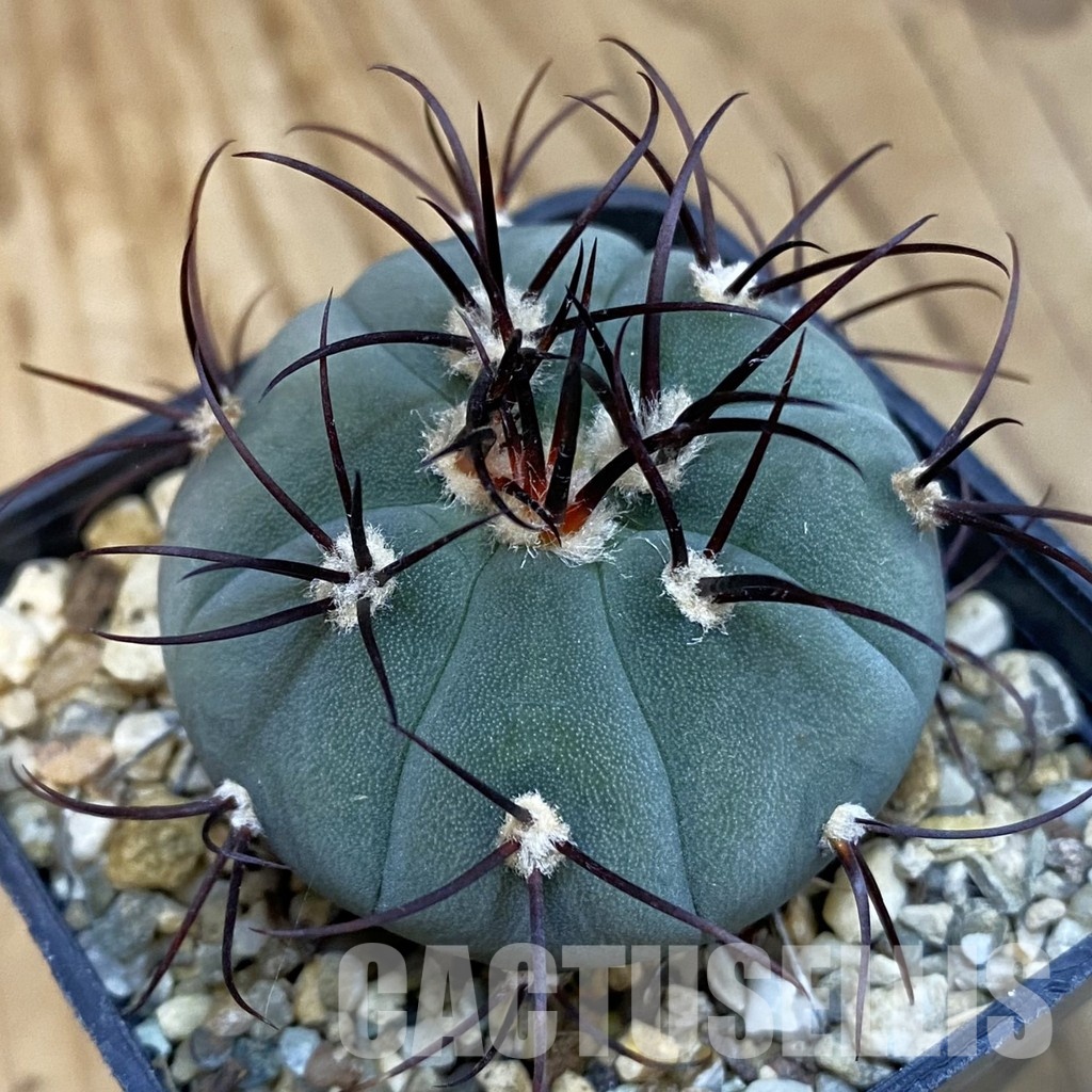 SH2459 Gymnocalycium cabreraense VOS 2122