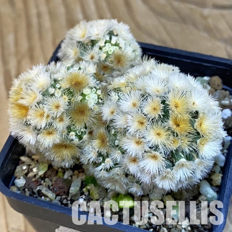 SH19318 Mammillaria carmenae 'Buddha'