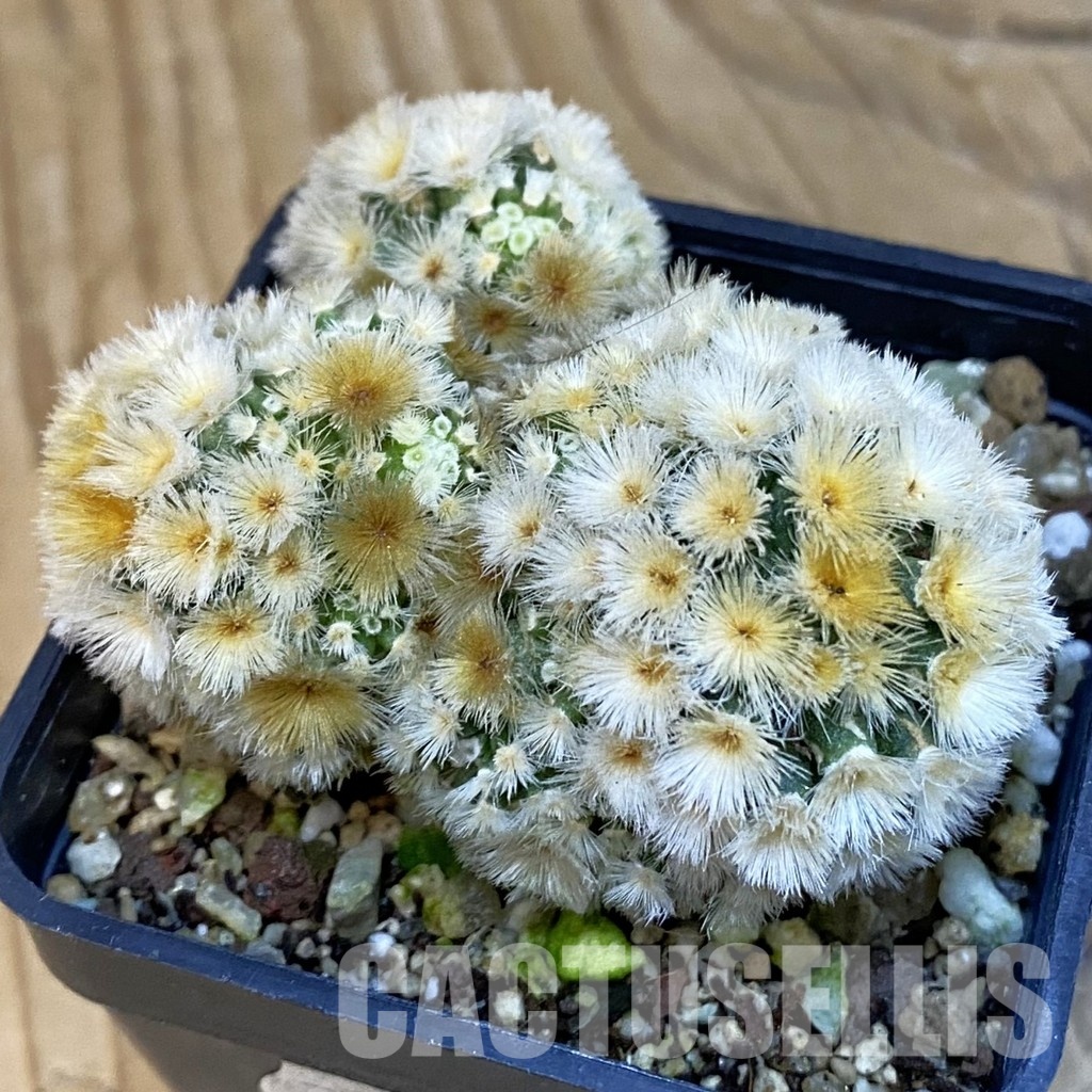 SH19318 Mammillaria carmenae 'Buddha'
