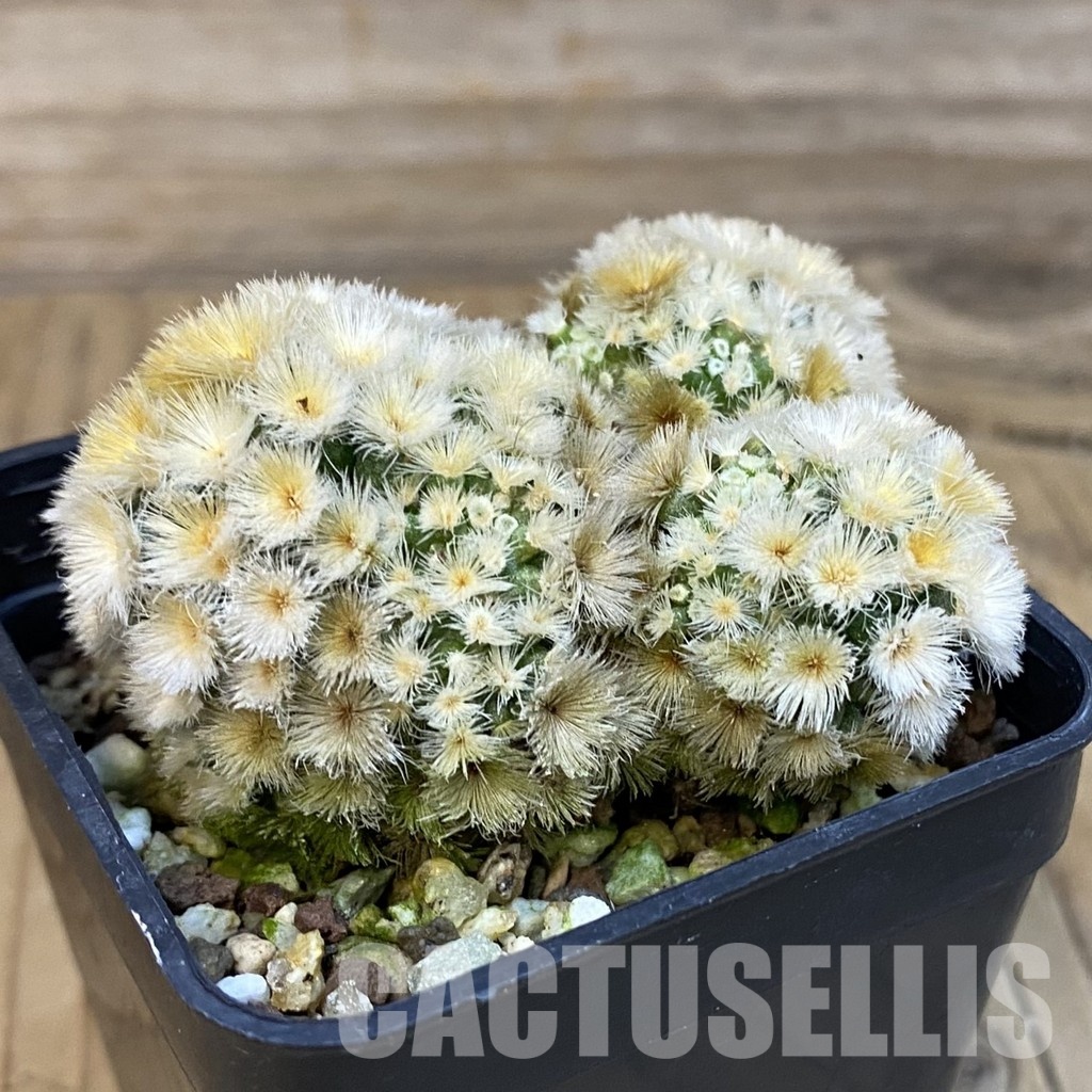 SH19318 Mammillaria carmenae 'Buddha' – Bild 2