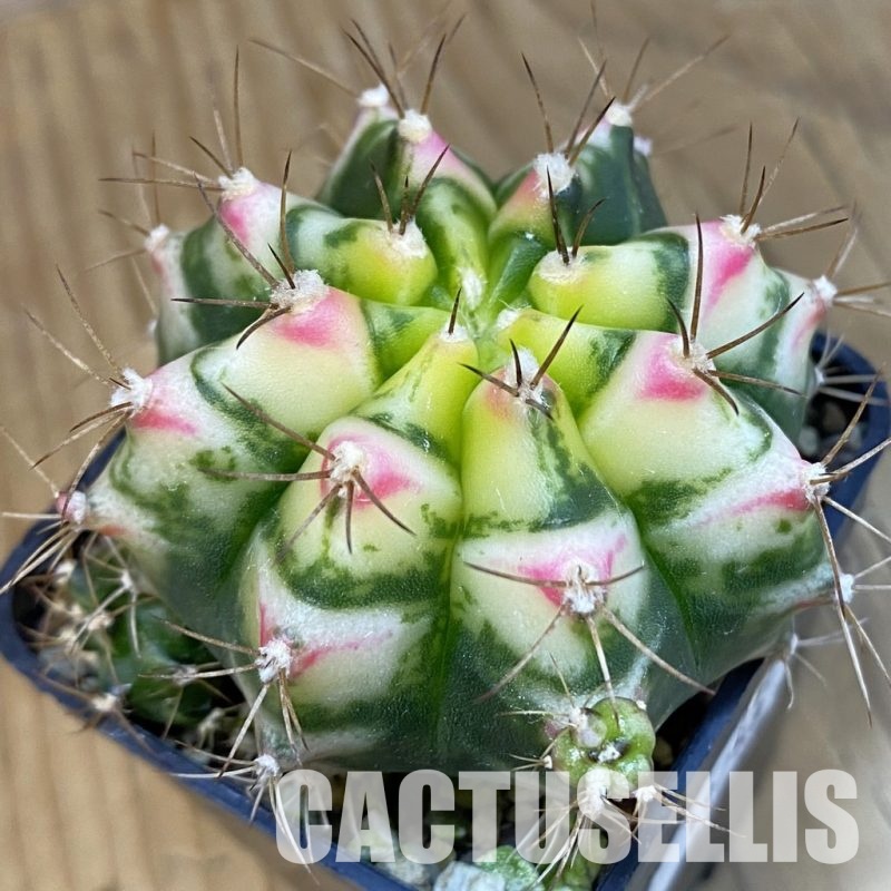 SH19788 Gymnocalycium mihanovichii ‘Flower Field’