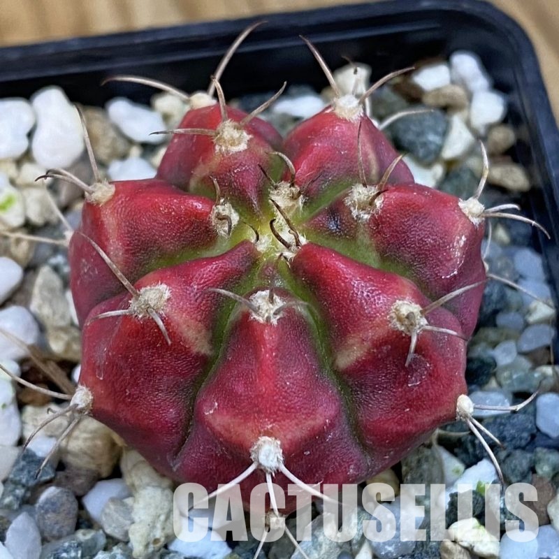 SH19799 Gymnocalycium mihanovichii 'Deadpool'
