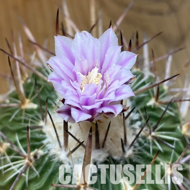 SH27141 Echinofossulocactus zacatecasensis x lloydii x multicostatus