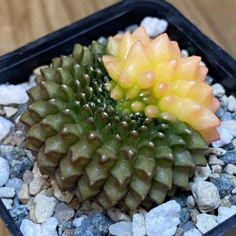 SH21958 Gymnocalycium mihanovichii ‘inermis’ f. variegata