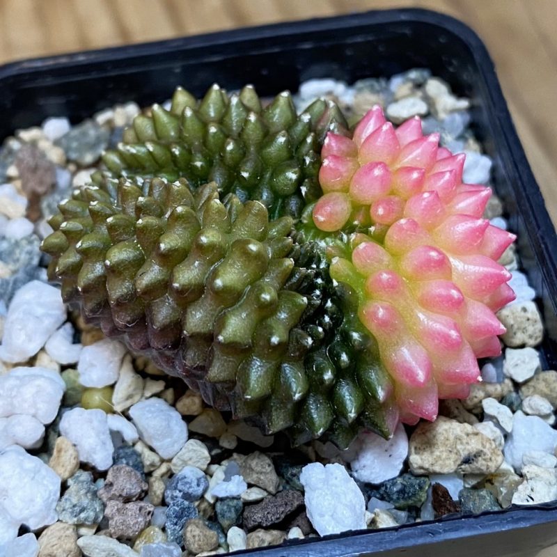 SH21717 Gymnocalycium mihanovichii ‘inermis’ f. variegata cristata