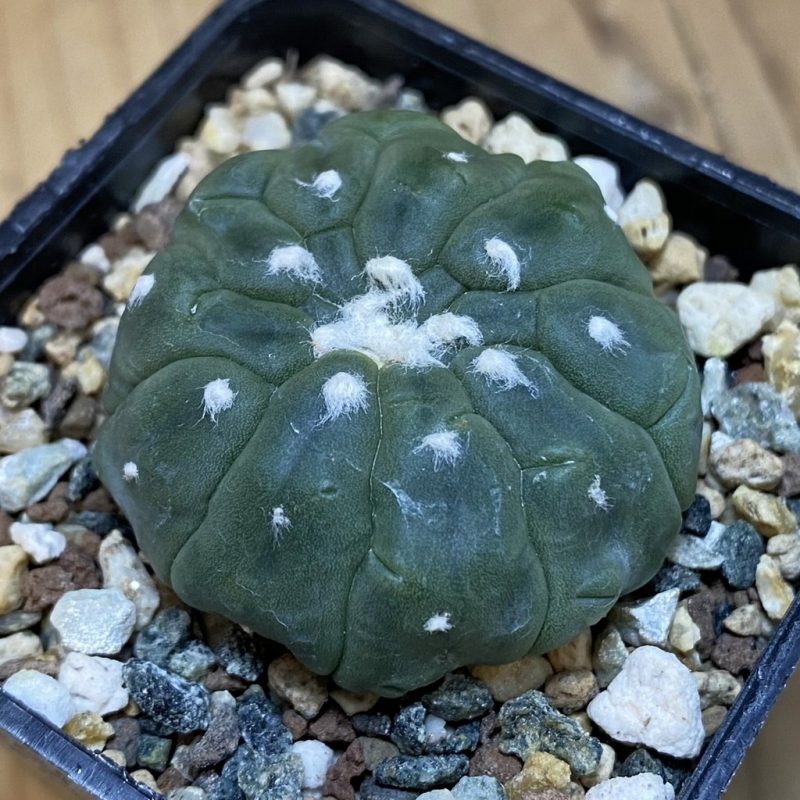 SH23513 Astrophytum asterias ‘Kikko Lizart Skin’