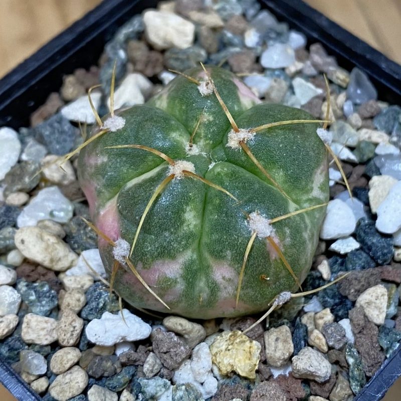 SH23451 Gymnocalycium horstii f. variegata