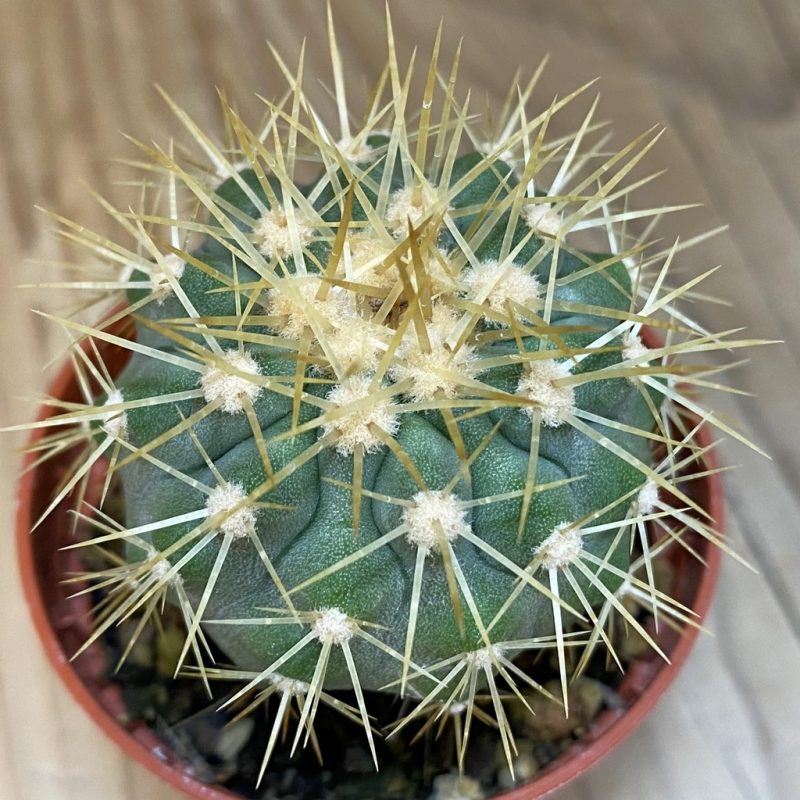 SH21018 Copiapoa gigantea SL 19-24, grafted